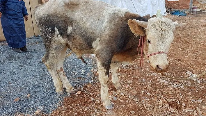 Çelikhan'da kuduz paniği
