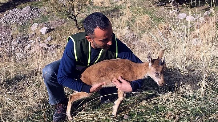 Yavru dağ keçisi, doğal ortamına bırakıldı