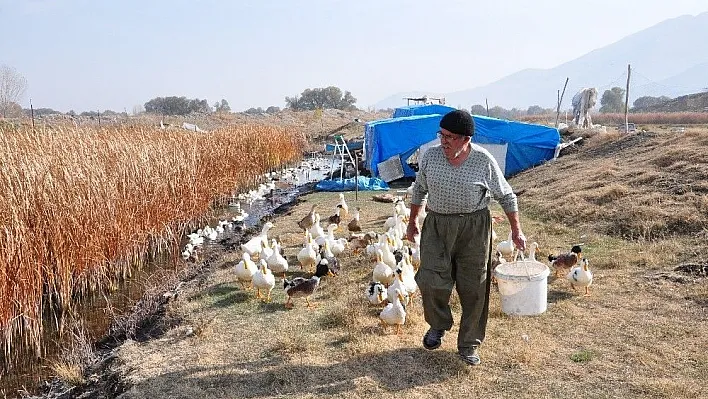 70 yaşında organik ördek çiftliği kurdu
