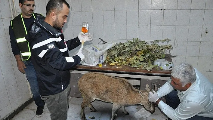 Tunceli'de hasta dağ keçisi tedavi altına alındı
