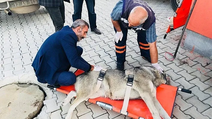 Otomobilin çarptığı köpek tedavi altına alındı
