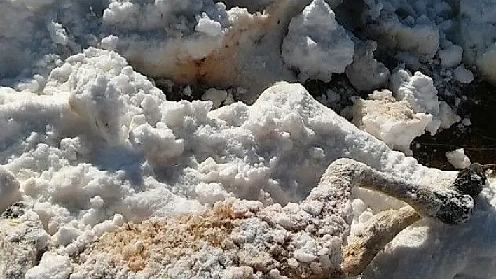 Aç kurtlar 35 koyunu telef etti
