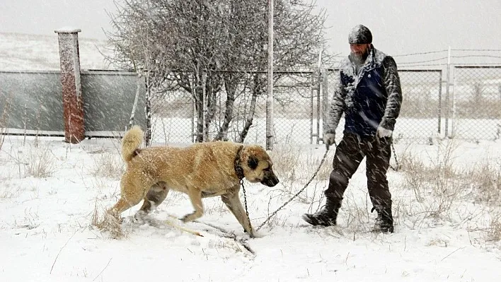 Kangal köpeği Rus devlet televizyonunda
