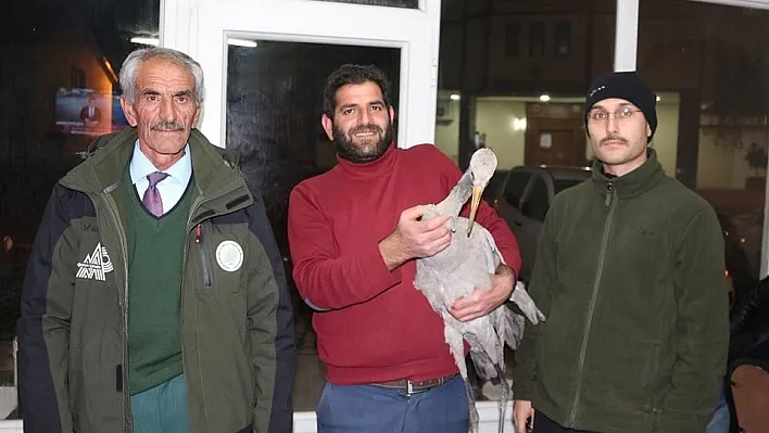 Yorgun ve aç düşen turnaya vatandaşlar sahip çıktı
