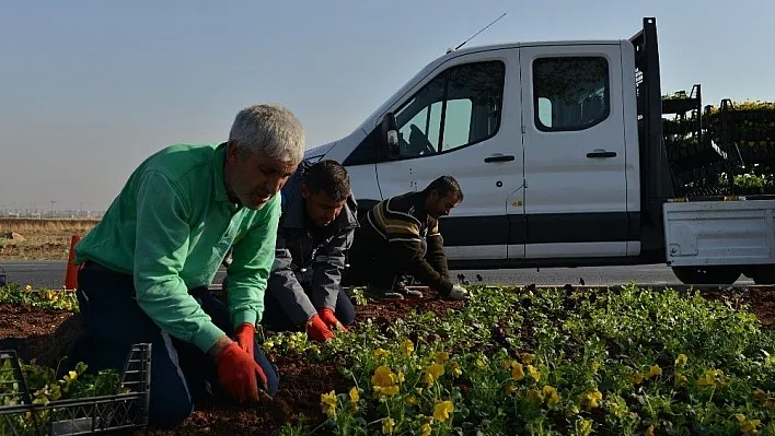 1 milyon 500 bin kışlık mevsimlik çiçek dikiliyor
