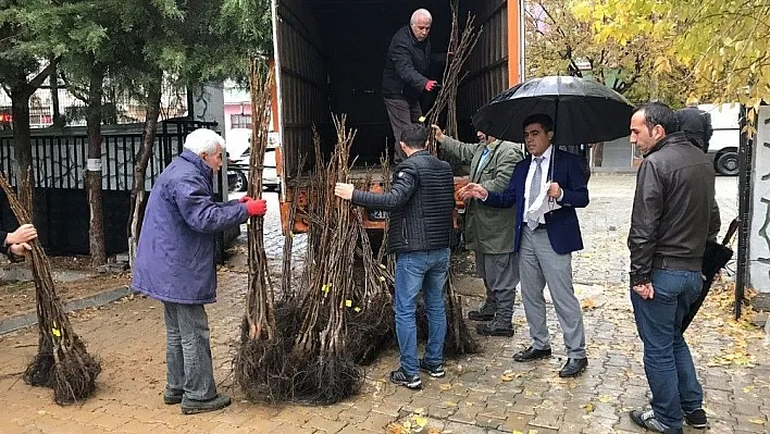 Hani'de 50 çiftçiye 5 bin adet ceviz fidanı dağıtıldı
