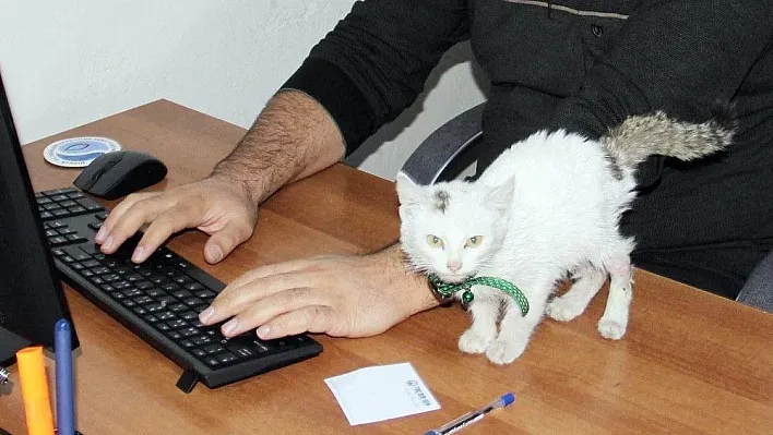 Yaralı kedi kurumun maskotu oldu
