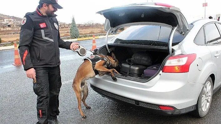 Narko timlerin en büyük destekçisi narko köpekler