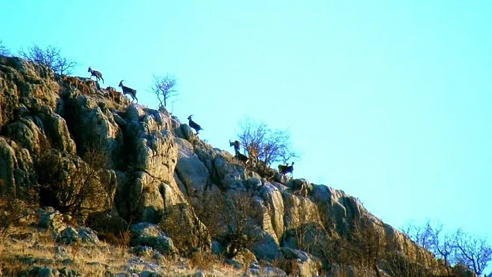 Adıyaman'da yaban keçilerinin envanteri çıkartıldı
