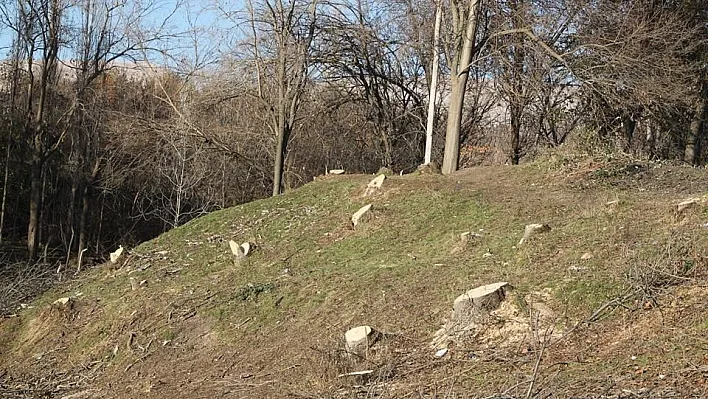 Silvan'da kimliği belirsiz kişiler ağaçları kesti
