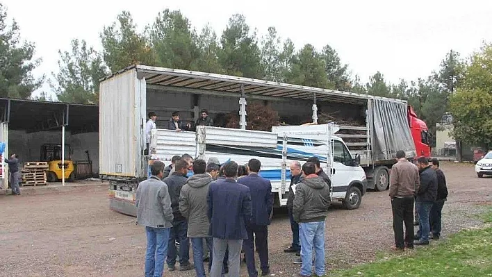 Kulp'ta 2 bin 575 adet ceviz fidanı dağıtıldı
