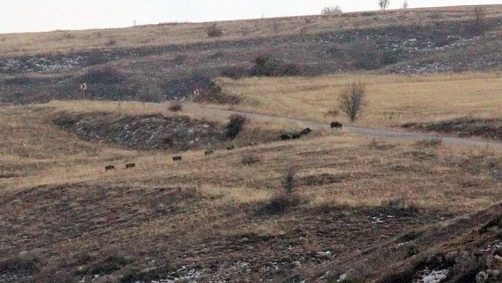 Aç kalan domuzlar yerleşim yerlerine indi
