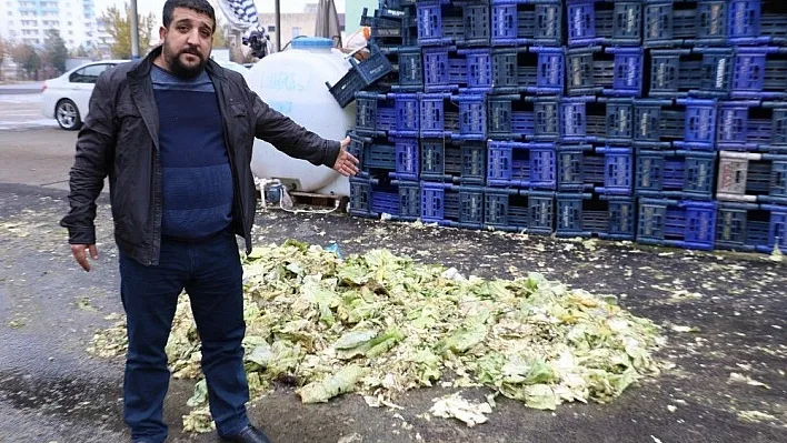 Kaşla göz arasında 3,5 ton lahana çaldılar
