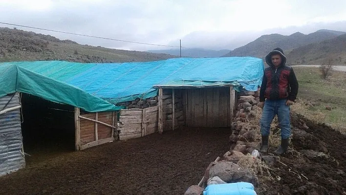 Hırsızlar koyun çaldı