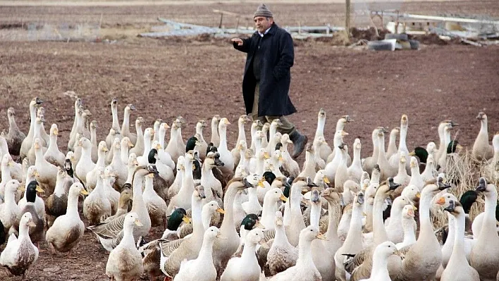 20 kazla başladı, hedefi üç yılda 50 bin kaz
