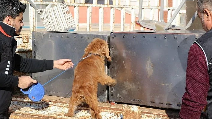 Deterjanlı önlem narkotik köpeğinden kaçmadı
