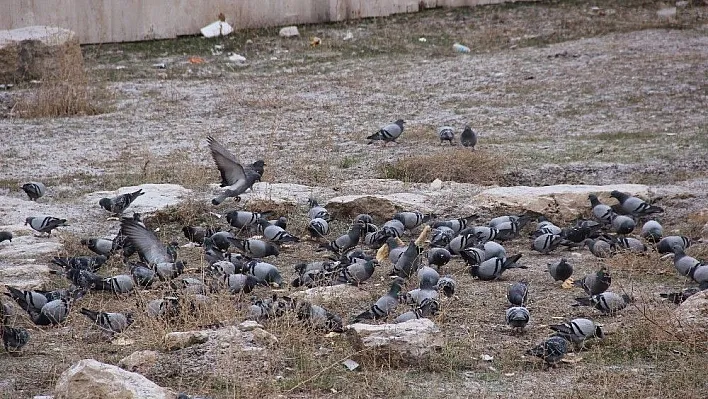 Kuşlar için her sabah erken uyanıyor
