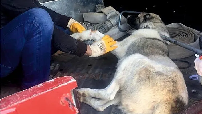 Yaralı sokak köpeği tedavi edildi
