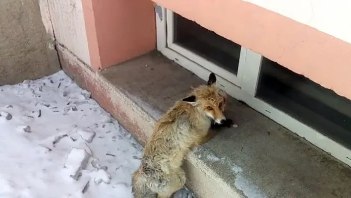 Köpeklerin saldırısına uğrayan tilki, okul bahçesine sığındı