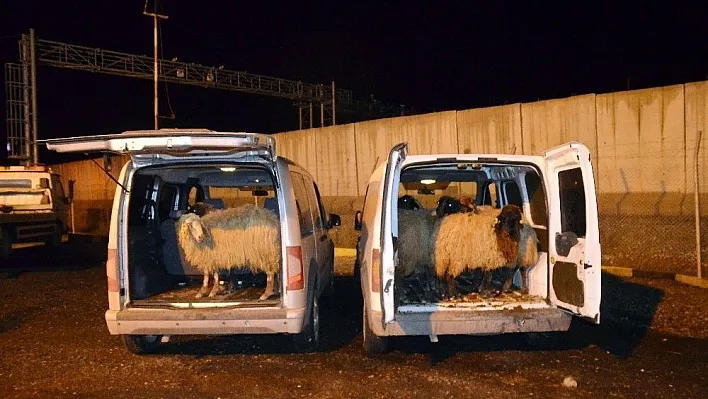 Diyarbakır'da hayvan hırsızları yakalandı
