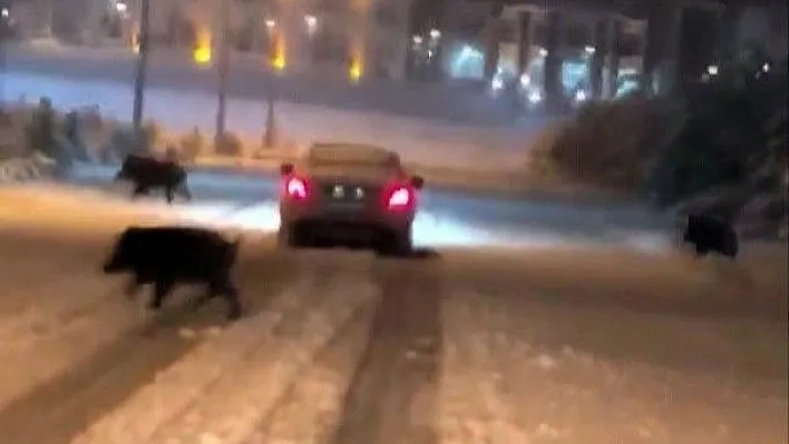 Üniversite domuz sürülerinin uğrak yeri oldu
