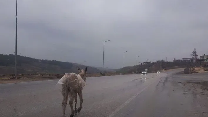 Başıboş eşek sürücülere zor anlar yaşattı
