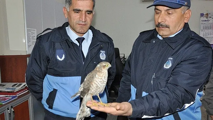 Yaralı kızıl şahin tedavi edildi
