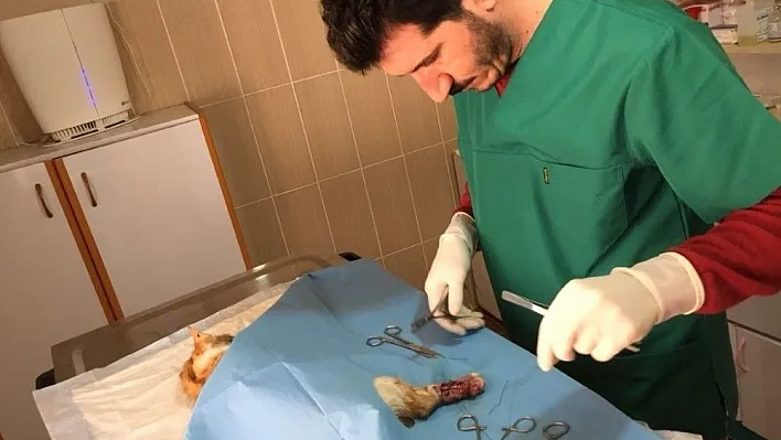 Arabanın motor kısmına sıkışan kedi kurtarıldı
