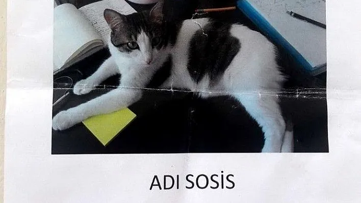 Kaybolan kedi için 'kayıp' ilanı
