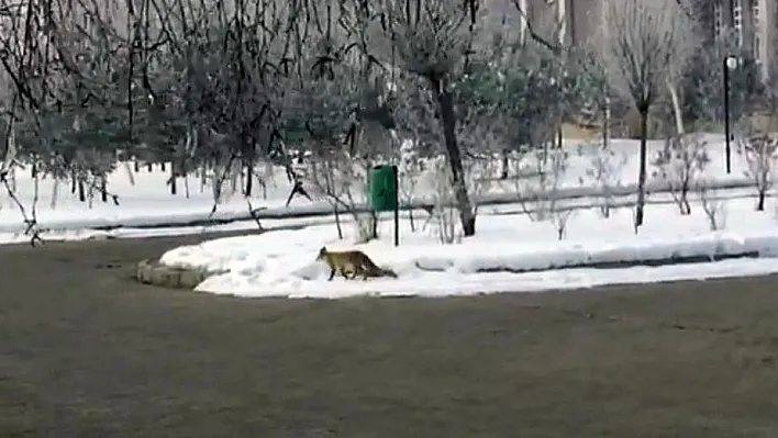 Aç kalan tilki şehre indi

