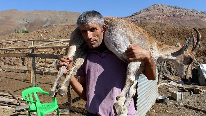 Kilometrelerce yaralı dağ keçisini sırtında taşıyan çoban bu kez yem çuvallarını taşıdı
