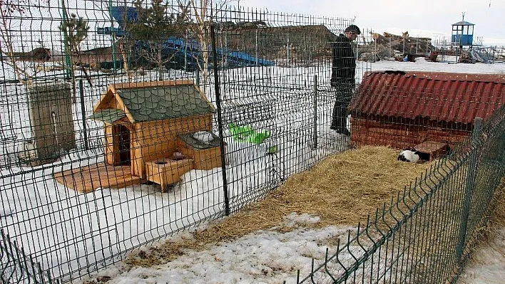 14 Şubat Sevgililer Gününde tavşan almayın
