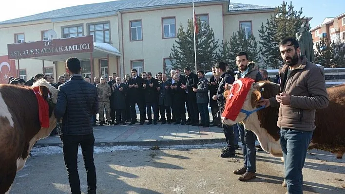 Aşkale'den Afrin'deki Mehmetçiğe 2 adet tosun gönderdiler
