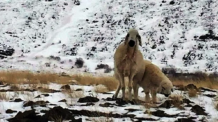 Yaylada kaybolan koyun 3 ay sonra kuzusuyla birlikte bulundu

