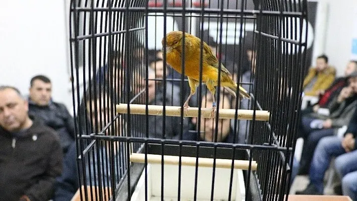 En güzel öten kanaryayı almak için yarıştılar
