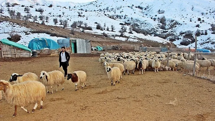 Erzincan'da bir yılda 150 bin'den fazla hayvan satıldı
