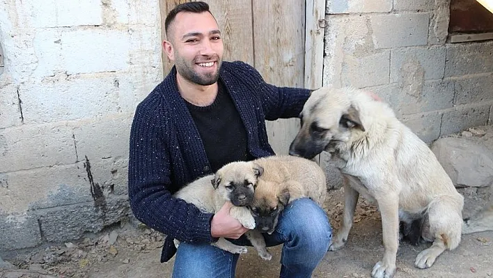 Kangal yavruları Ameliyat olursa yürüyecekler