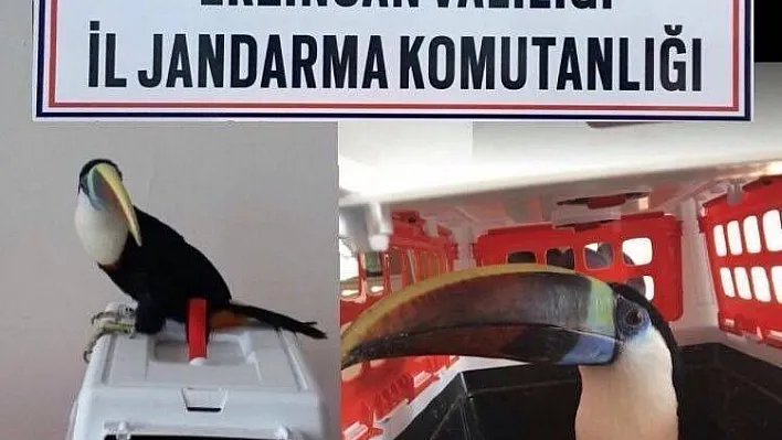 Erzincan da 25 bin TL değerinde Tukan cinsi kuş ele geçirildi
