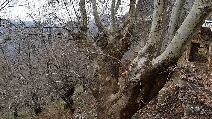 500 yıllık çınar ağacı yıllara meydan okuyor
