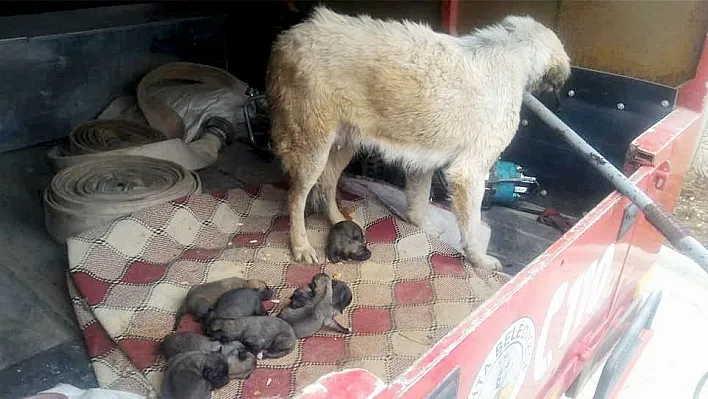 Soğuk havada üşüyen anne köpek ile yavruları barınağa götürüldü
