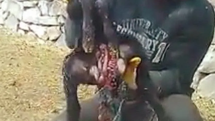 Horasan'da altı ayaklı, iki çeneli, iki dilli kuzu dünyaya geldi
