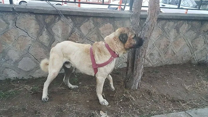 Köpek dövüşü yaptıranlara Oltu polisi suçüstü yaptı
