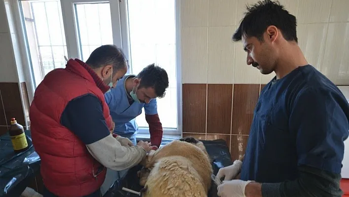 Köpekten 2 kilo 200 gram tümör çıktı
