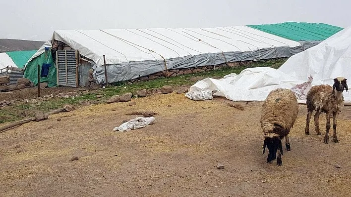 Koyunlar kediyi kurt zannetti, korkudan bir birlerini ezdi