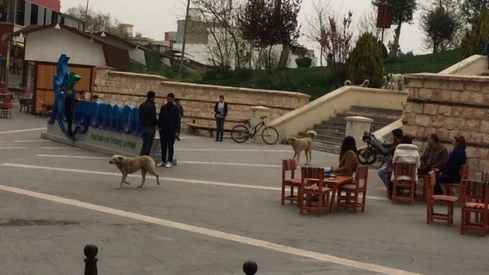 Başıboş köpekler vatandaşları tedirgin etti
