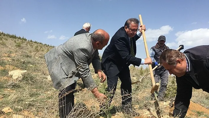 Akçadağ'da ağaç dikme şenliği
