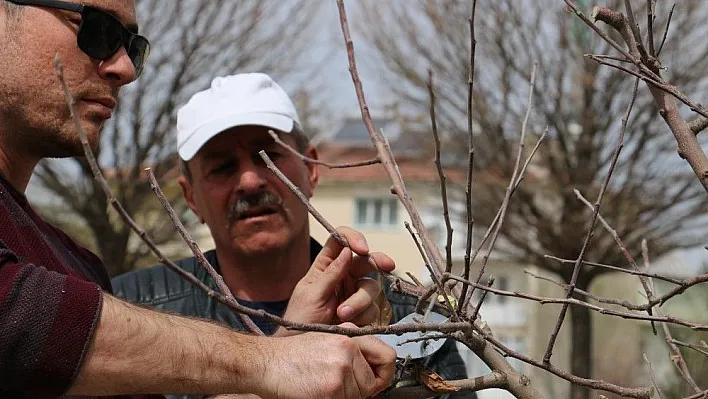 Çayırlı'da Budama Eğitimi Verildi
