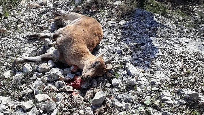 Jandarma yabani dağ keçisi avlayan şahısları yakaladı