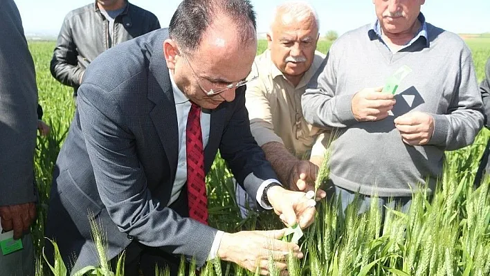 Süne ile biyolojik mücadelede 35 bin 700 faydalı böcek doğaya salındı
