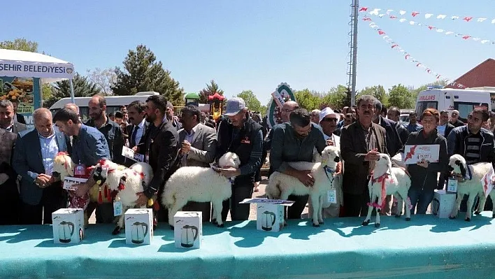 Malatya'da 'En Güzel Kuzu' yarışması
